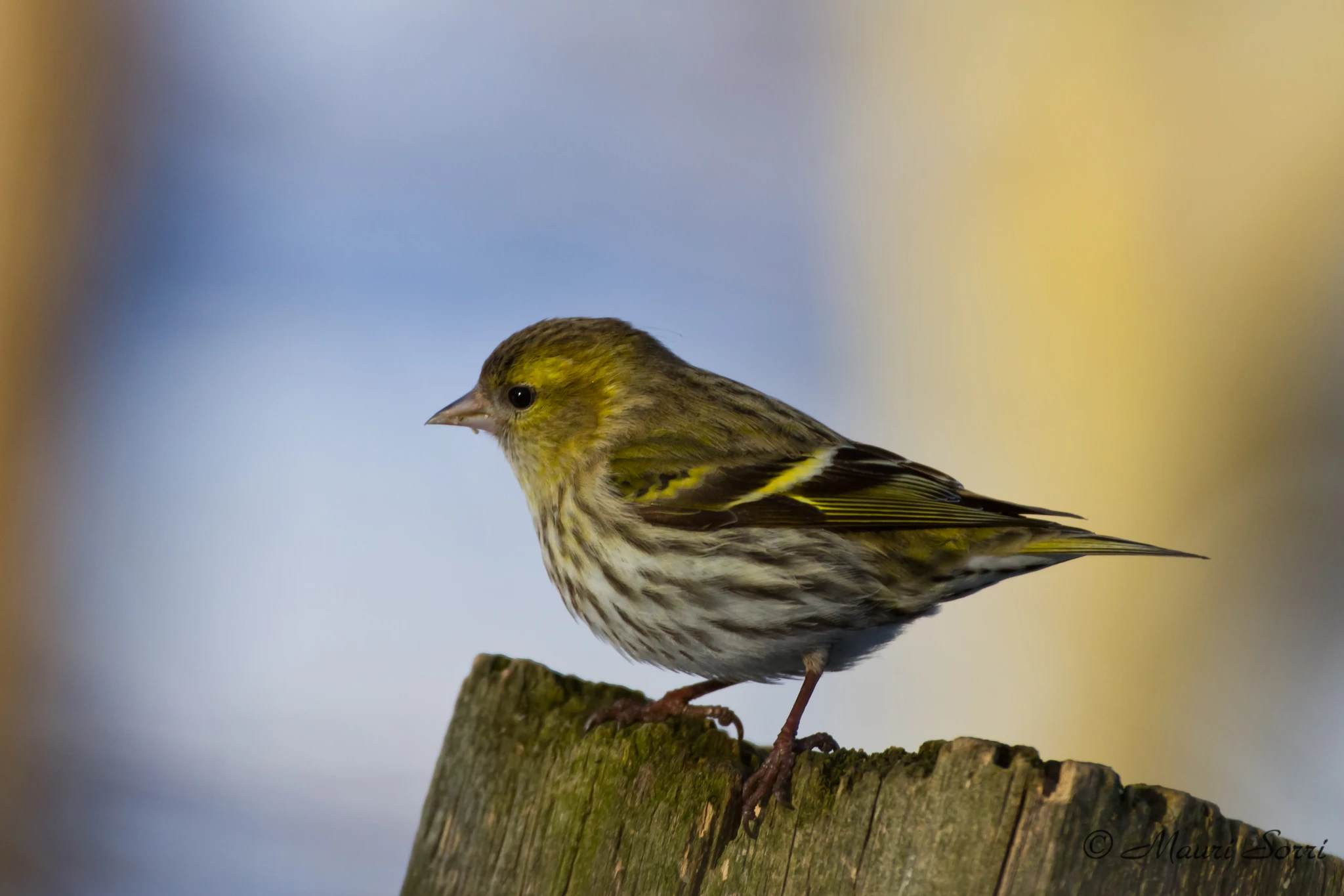 Vihervarpunen Carduelis spinus